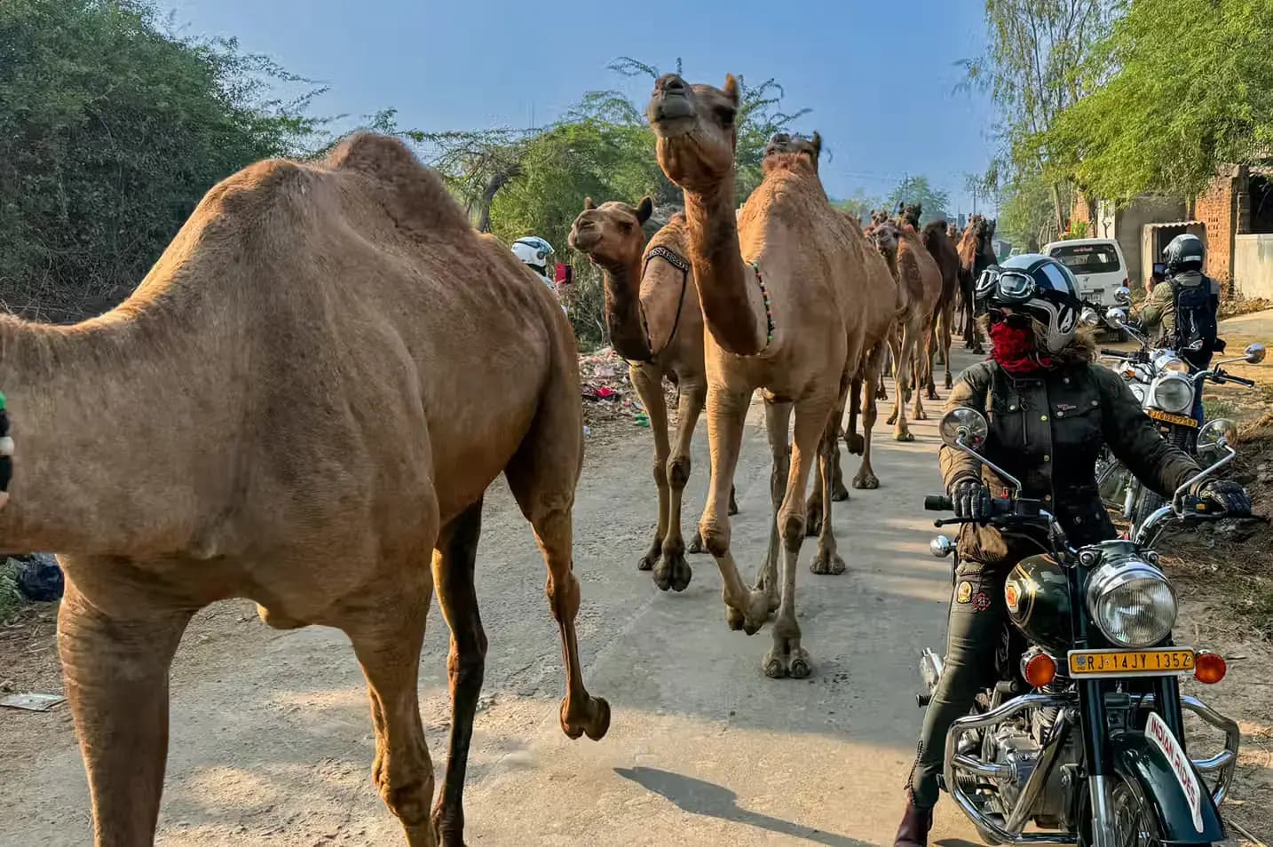 Une expérience à moto au cœur du Rajasthan Voyageur Indian Rides à moto au milieu d’un troupeau de chameaux au Rajasthan