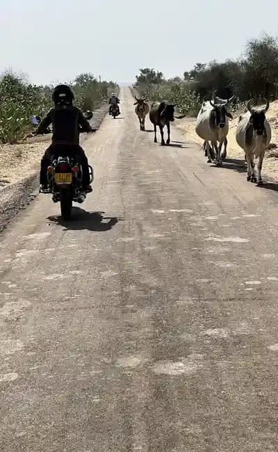 Aventure à moto au Rajasthan avec Indian Rides Aventure à moto au Rajasthan avec Indian Rides, un motard circulant sur une route rurale bordée de vaches dans la campagne indienne.