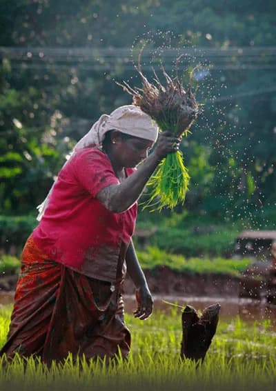 Rizières du Tamil Nadu Voyageur à moto faisant une halte près des rizières du Tamil Nadu où travaillent des femmes